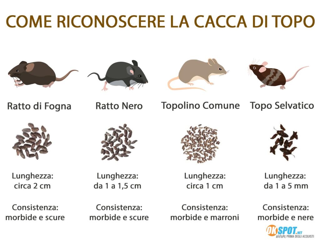 Come Riconoscere La Cacca Di Topo E Cosa Fare 2024